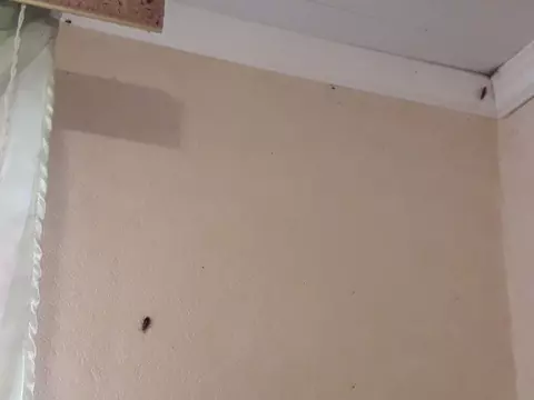 Под прицелом рыжие усачи!